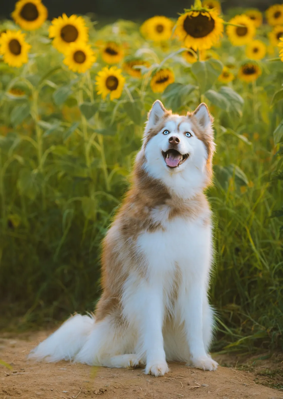 Therapy Dog Services in Fort Worth | Selina Kyle Therapy Dog Services in Fort Worth | Selina Kyle